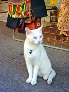 土耳其伊斯坦布尔的蓝眼猫和绿眼猫