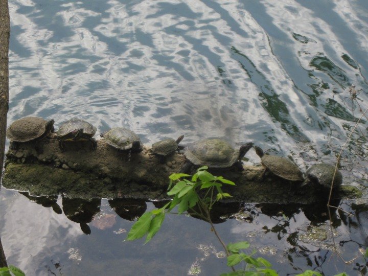 七只乌龟在德克萨斯州奥斯汀市中心伯德小姐湖的圆木上晒太阳