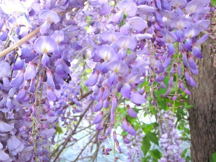 紫藤在春天开花-伯德小姐湖-德克萨斯州奥斯汀