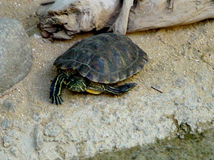 墨西哥瓦哈卡瓦图尔科龟