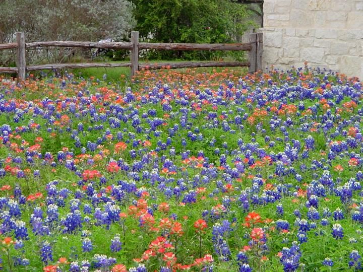 春天，在德克萨斯州奥斯汀的伯德夫人约翰逊野花中心，矢车菊和印第安油漆刷盛开