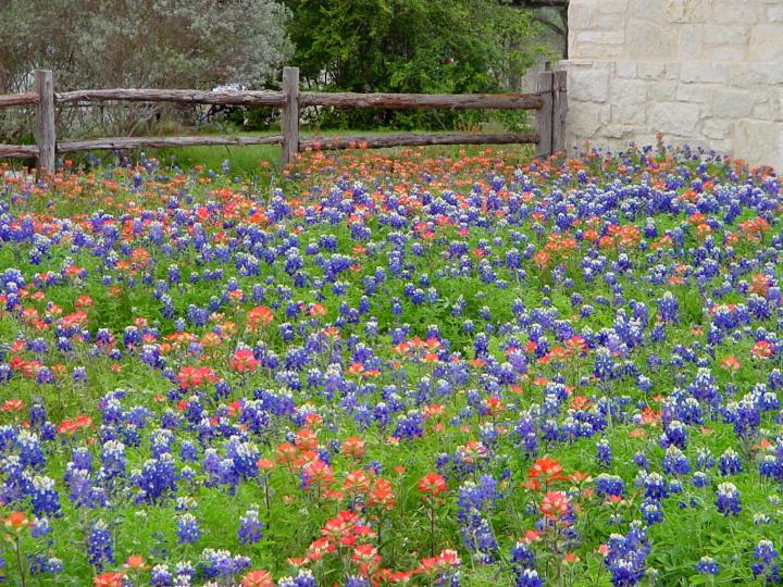 春天，在德克萨斯州奥斯汀的伯德约翰逊夫人野花中心，矢车菊和印第安漆刷盛开