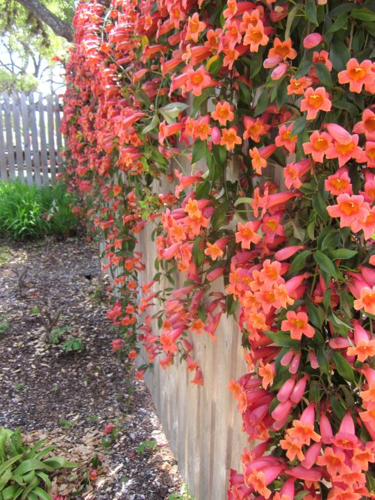 在德克萨斯州奥斯汀的伯德约翰逊夫人野花中心，橘子十字花沿着篱笆盛开