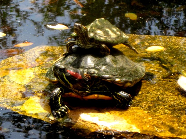 在德克萨斯州奥斯汀的伯德约翰逊夫人野花中心，堆叠的海龟在百合池的岩石上晒太阳