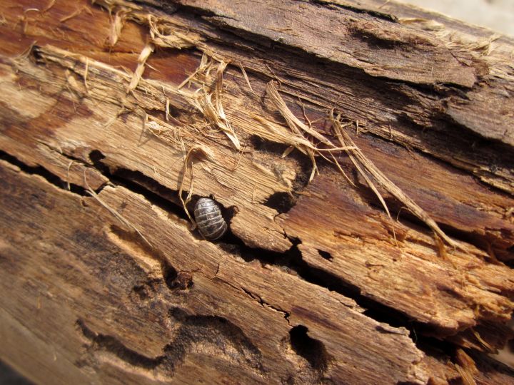 快乐的小卷波利昆虫在原木徒步旅行和自然小径奥斯汀德克萨斯州