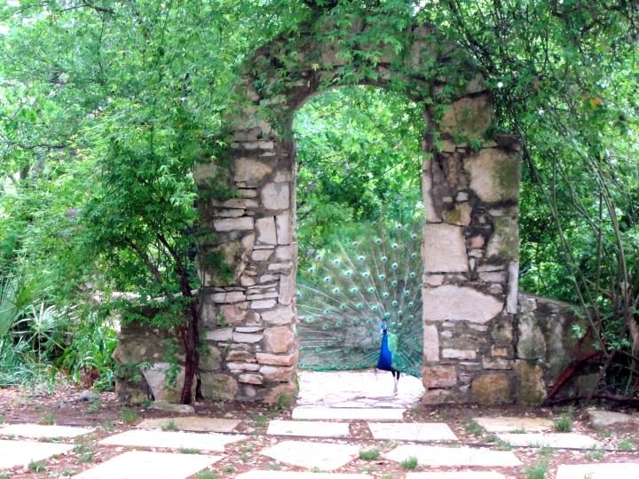 德克萨斯州奥斯汀梅菲尔德公园拱门下的孔雀