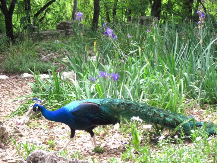 德克萨斯州奥斯汀梅菲尔德公园花园里的孔雀