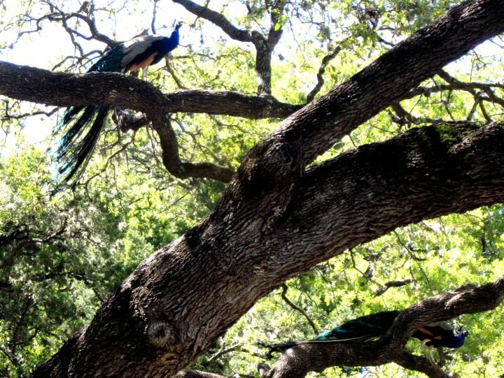 在德克萨斯州奥斯汀的梅菲尔德公园，孔雀在树上休息