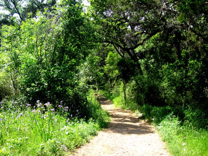 夏天，梅菲尔德公园的自然小径有大量的树荫覆盖