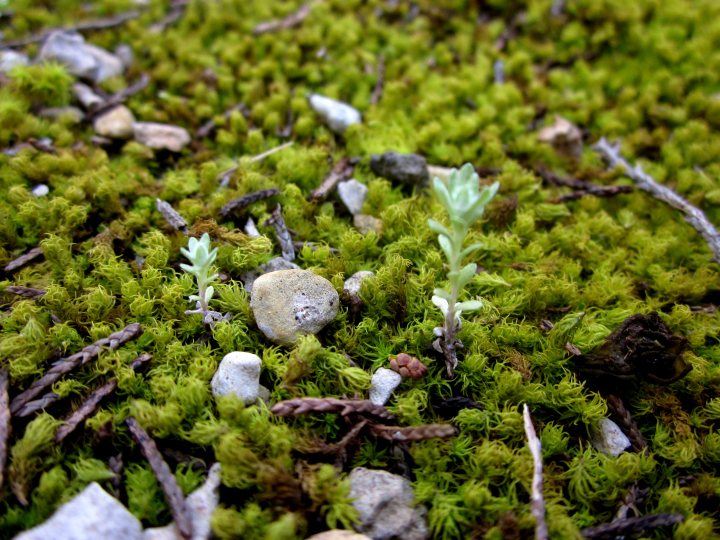 苔藓的微小景观-奥斯丁西北部的圣爱德华兹公园