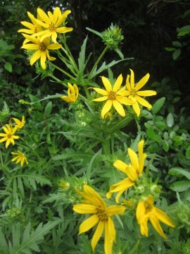 奥斯汀西北部圣爱德华兹公园的黄色野花