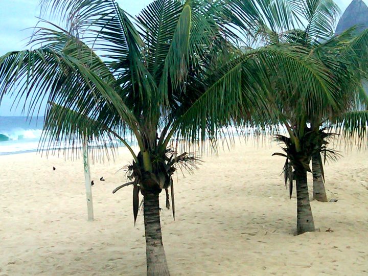 巴西里约热内卢科帕卡巴纳海滩4公里处的棕榈树