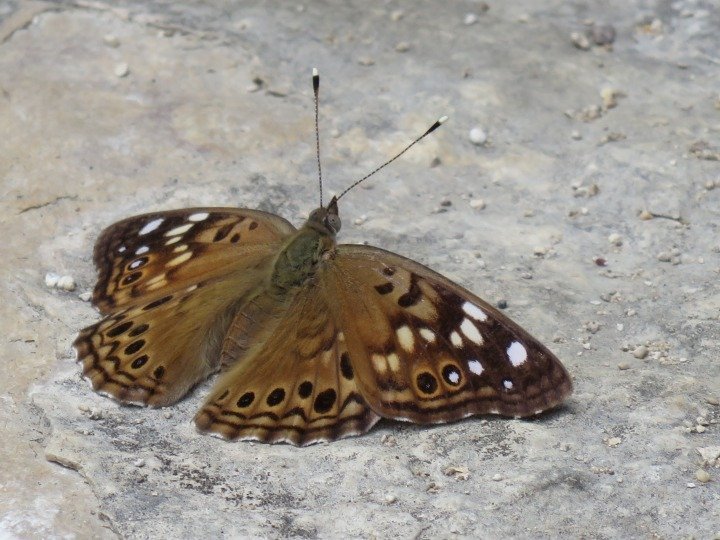 蝴蝶在公牛溪公园远足径在西北部奥斯汀德克萨斯州