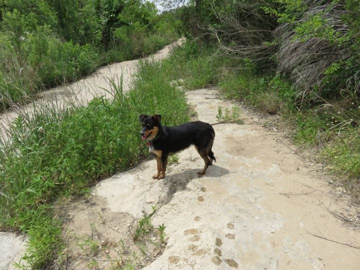 奥斯汀的狗狗友好远足路线包括西北部奥斯汀的公牛溪公园