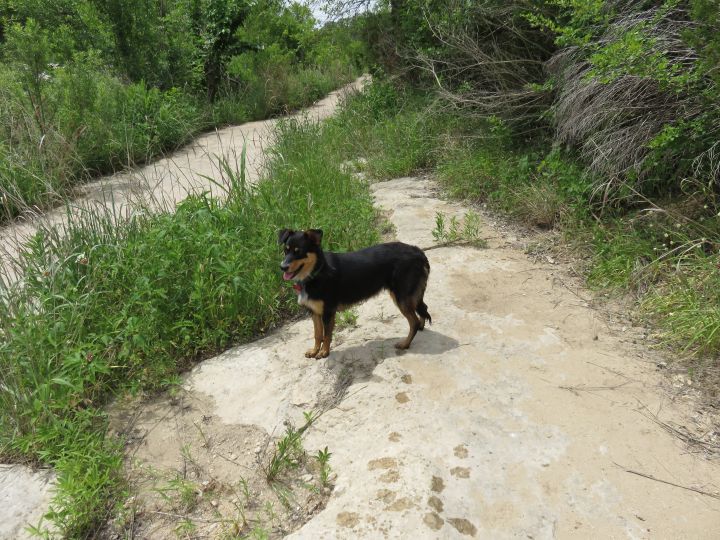 公牛溪公园里快乐的徒步犬爱丽丝