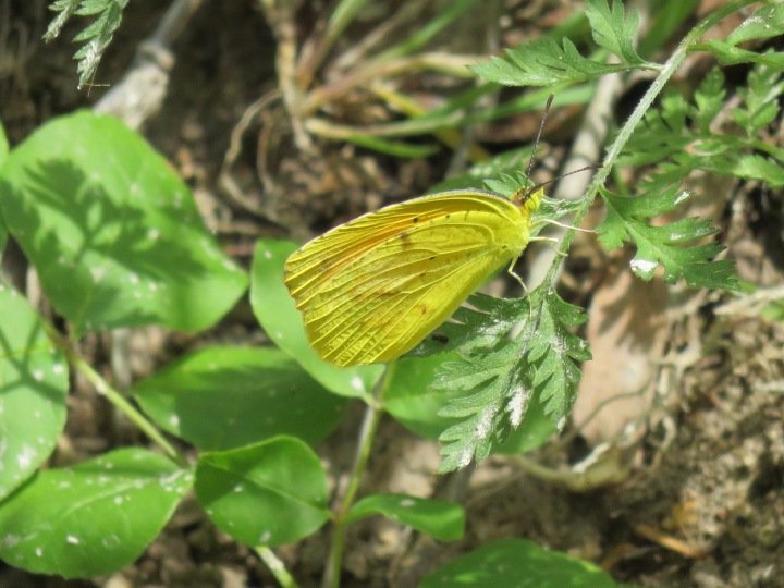 黄蝴蝶在公牛溪公园在西北部奥斯汀德克萨斯州