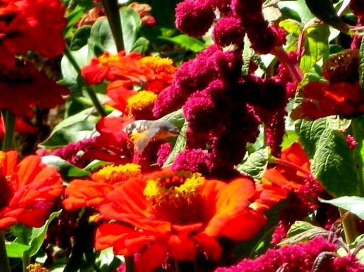 土耳其安纳托利亚中部厄格普的Temmeni山上美丽的花朵和蜂鸟蛾