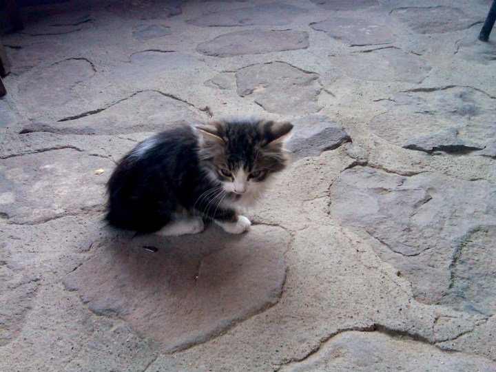 在厄格普德德利酒店的小猫-旅游中心卡帕多西亚在安纳托利亚中部地区