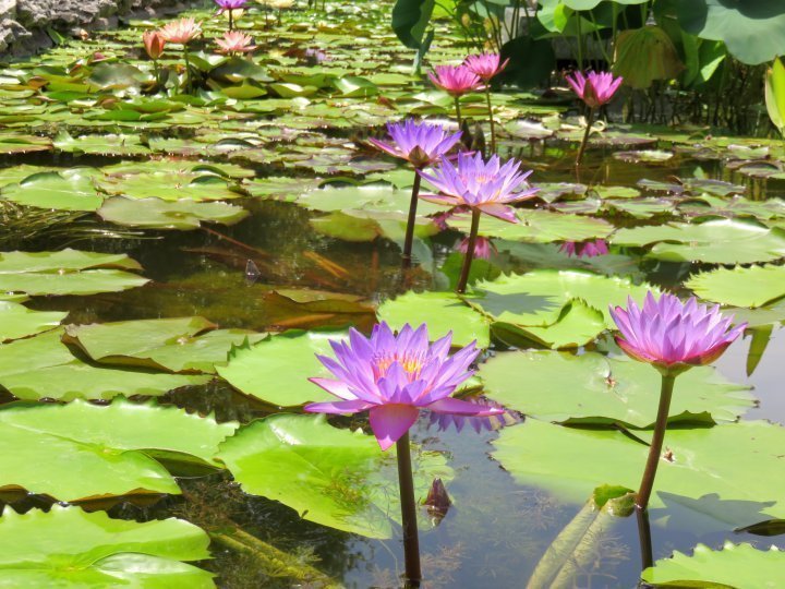 齐尔克公园的奥斯汀植物园包括这些由奥斯汀池塘协会创建的齐尔克植物园入口处的莲花