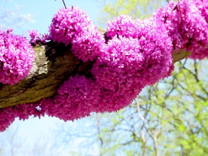 紫荆花在春季在齐尔克植物园开花- 2月下旬至3月中旬