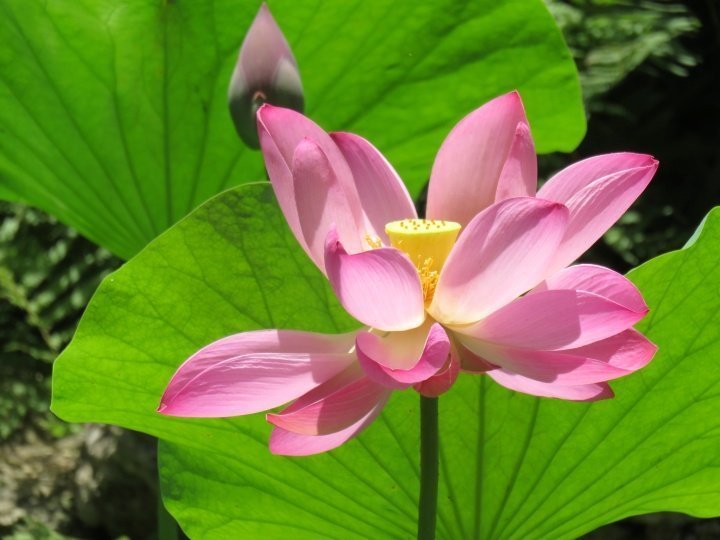 纯粹的禅宗莲花在日本花园创造由谷口Isamu - Zilker植物园奥斯汀中心TX