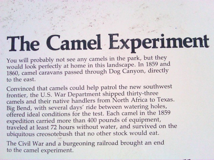 德克萨斯州西南部靠近墨西哥边境的大本德国家公园的骆驼实验