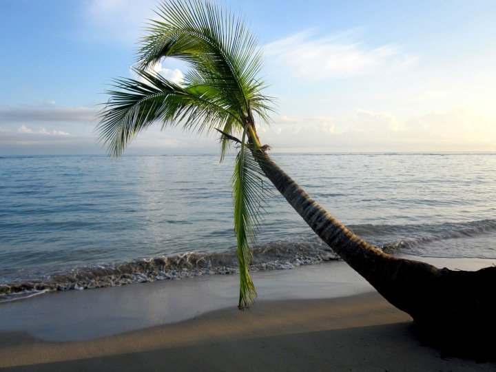 哥斯达黎加曼萨尼约海滩上的棕榈树——巴拿马附近加勒比海岸的热带天堂