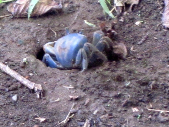 蓝蟹在哥斯达黎加的加勒比沿海村庄曼萨尼约很常见