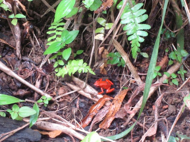 橙色青蛙-哥斯达黎加的热带雨林中有许多两栖动物