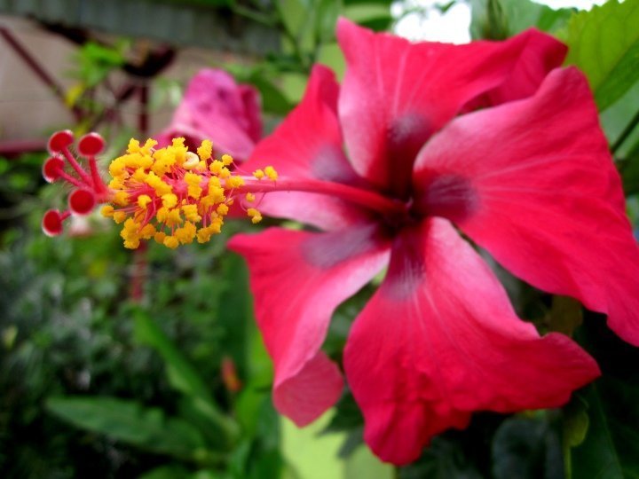 红色芙蓉花——哥斯达黎加蜂鸟的磁铁