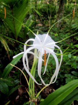 蜘蛛百合和奇异的花朵在哥斯达黎加的曼萨尼约全年开放