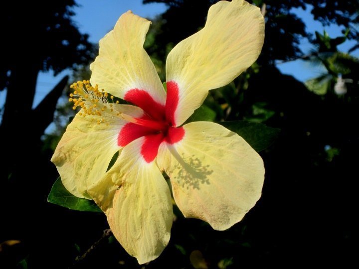黄色芙蓉花——加勒比海岸热带雨林气候