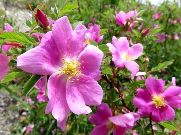 美丽的粉红色野玫瑰——加拿大阿尔伯塔省的官方花卉