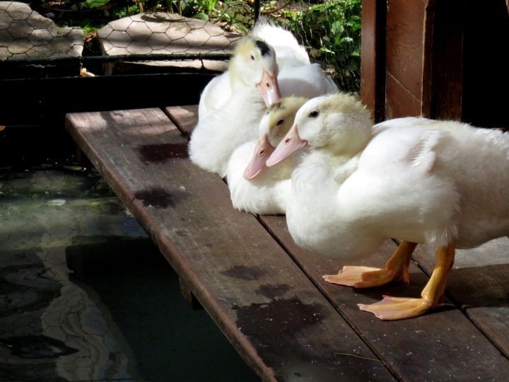 在蒙特利尔丽思卡尔顿酒店享受早餐或早午餐-美丽的露台俯瞰池塘和白色的鸭子