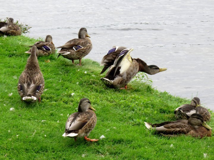 安大略渥太华道斯湖的鸭子在水边伸展和放松