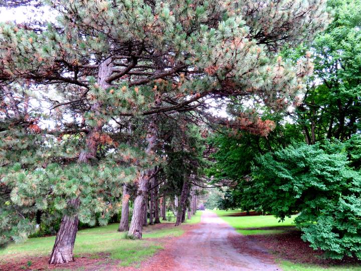 步行到安大略省渥太华的道斯湖——附近公园里有美丽的冷杉树