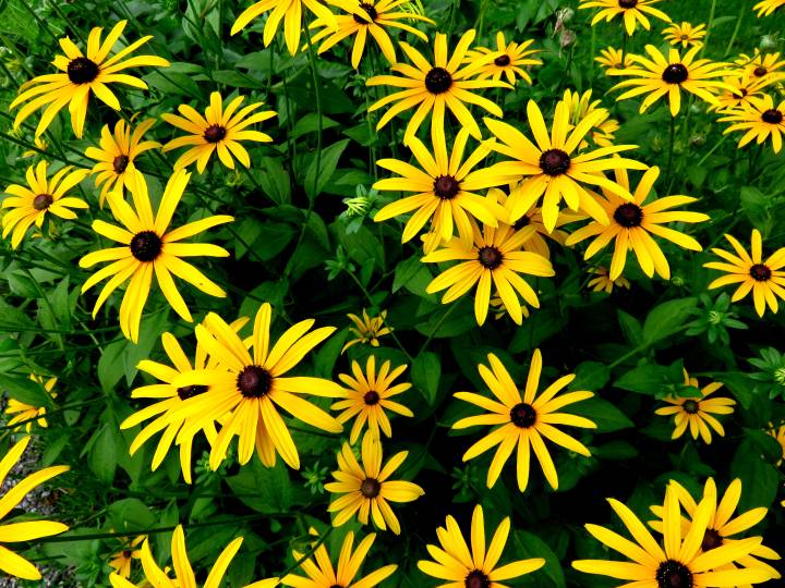 渥太华的花园是五颜六色的黄色雏菊