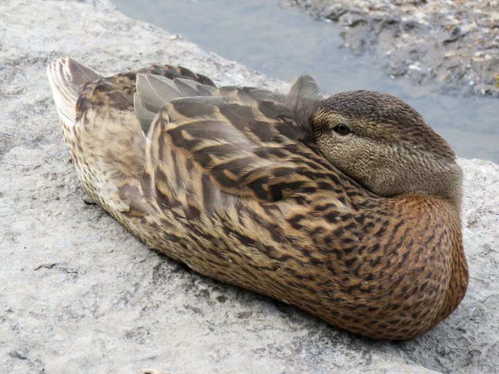 鸭子在渥太华河畔休息