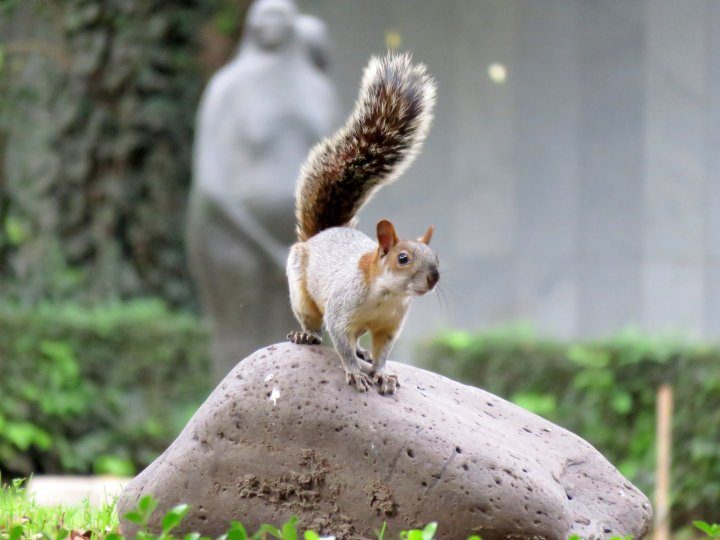 在墨西哥城的查普尔特佩克公园，松鼠非常多——当你进入公园时，它们会向你打招呼
