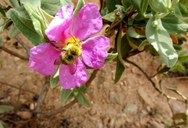 巴塞罗那到蒙特塞拉特一日游-徒步小径野花丰富-蜜蜂参观灰色叶子的柑橘漂亮的粉红色花朵