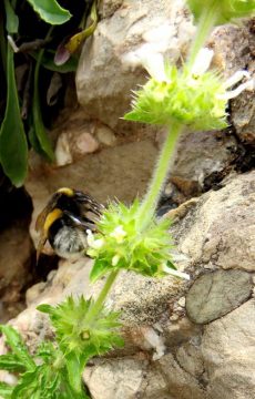 西班牙加泰隆尼亚蒙特塞拉特的野花——丰富的花朵和忙碌的蜜蜂