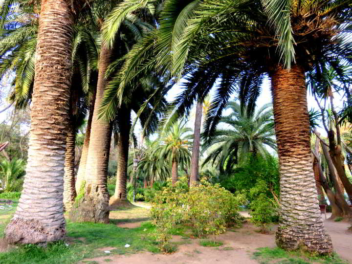 巴塞罗那Ciutadella公园的棕榈树-在公园里享受一天
