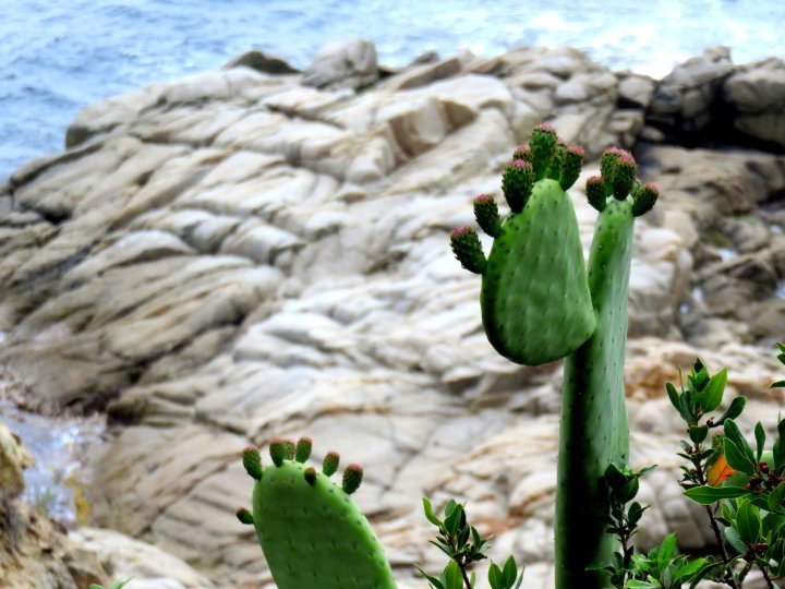 布拉瓦海岸徒步小径-仙人掌和其他多肉植物是常见的