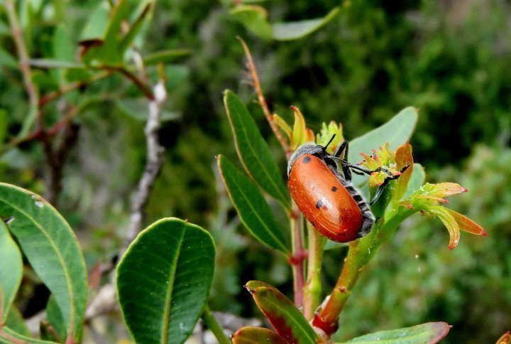 徒步旅行成本布拉瓦小径- Lloret de Mar加泰罗尼亚-沿着步道色彩鲜艳的昆虫