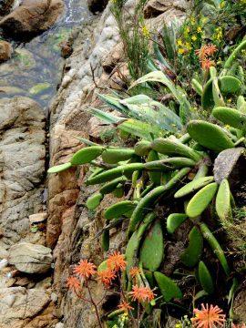 徒步哥斯达黎加布拉瓦加泰罗尼亚-沿着小径野花