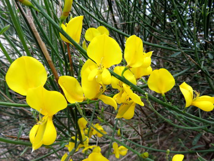 徒步布拉瓦海岸-黄色的野花沿着小径盛开在Lloret de Mar -加泰罗尼亚