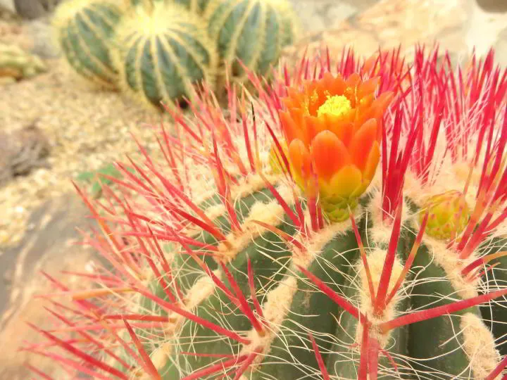 在德克萨斯州西部戴维斯堡以南4英里的奇瓦瓦沙漠研究所——奇瓦瓦沙漠自然中心和植物园里，鲜艳的橙色和黄色仙人掌被鲜红色的仙人掌刺包围着