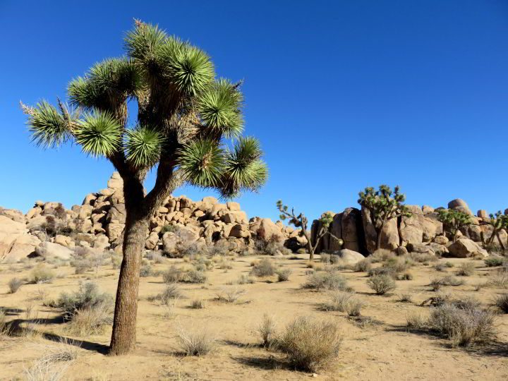 南加州高沙漠中的约书亚树