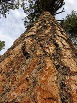 在加州棕榈泉的圣哈辛托山州立公园，抬头仰望杰弗里松树的树干