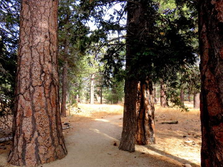 几棵杰弗里松树沿着圣哈辛托山州立公园的步道